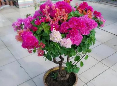春天怎么让花卉开花又多又鲜艳 有关春季开花用土介绍
