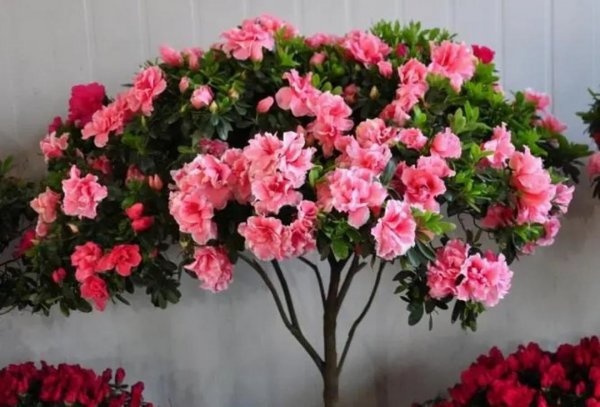 春天怎么让花卉开花又多又鲜艳