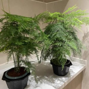 文竹用什么水浇比较好 文竹最爱喝这两种水推荐