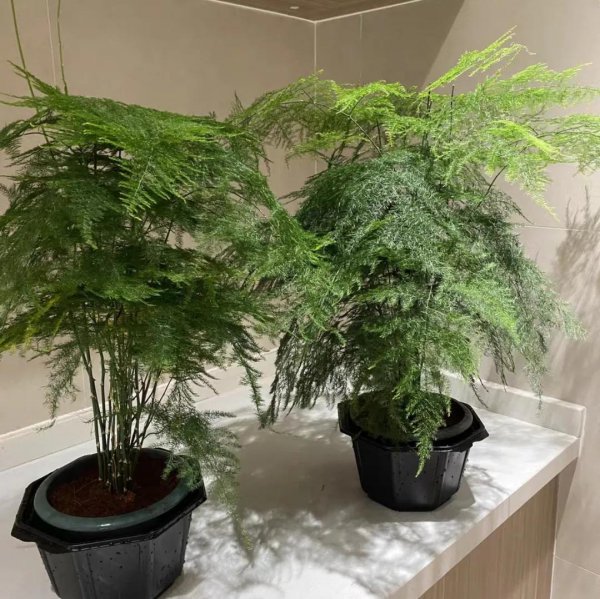 文竹用什么水浇比较好