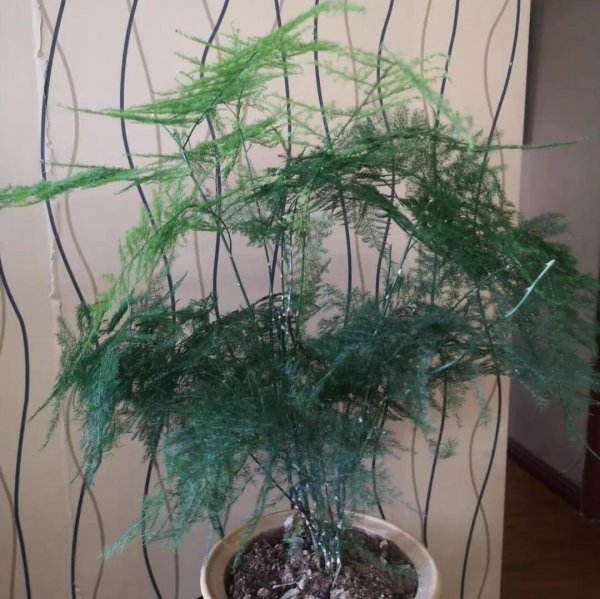 文竹用什么水浇比较好
