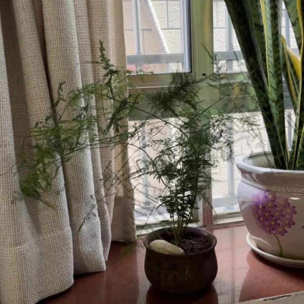 文竹用什么水浇比较好