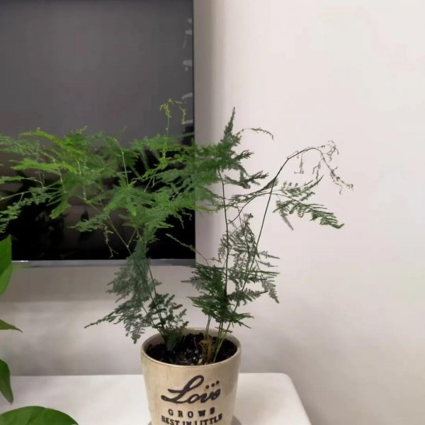 文竹用什么水浇比较好