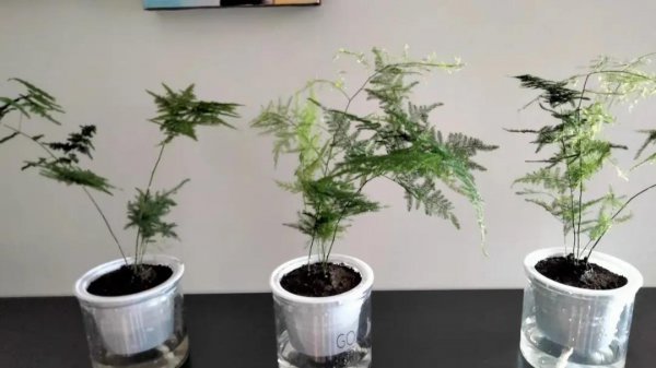 文竹用什么水浇比较好