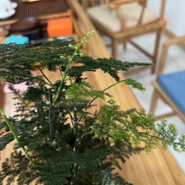 文竹用什么水浇比较好