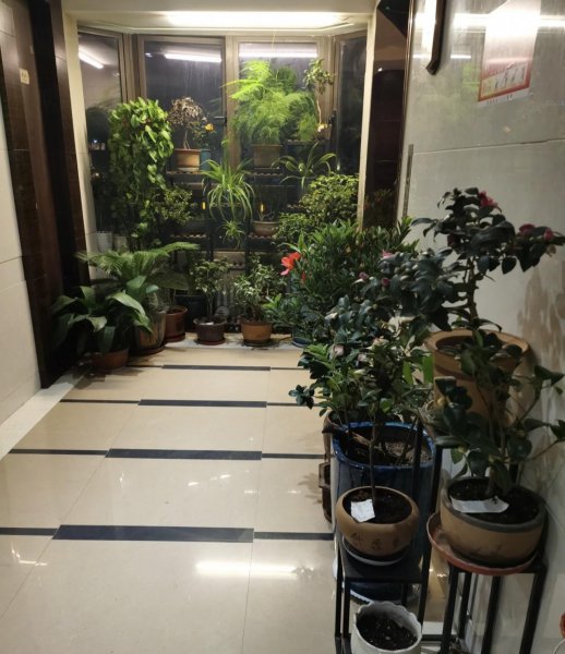 家里哪些位置不适合放花
