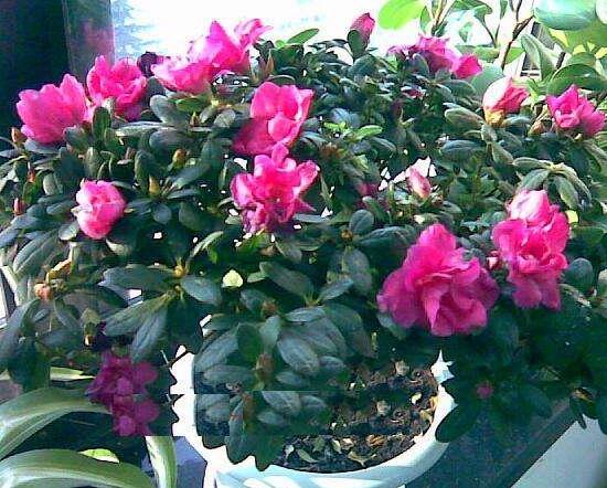 杜鹃花春季怎么养