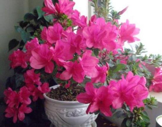 杜鹃花春季怎么养