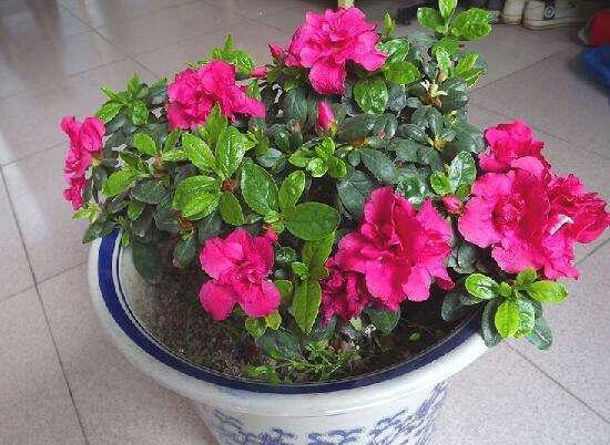 杜鹃花春季怎么养