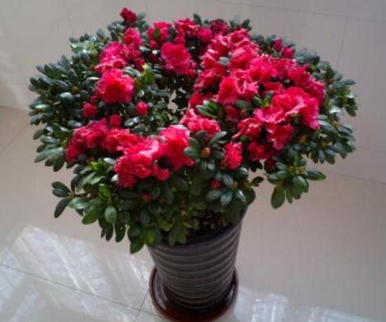 杜鹃花春季怎么养