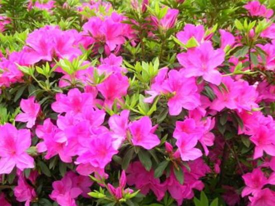 杜鹃花春季怎么养