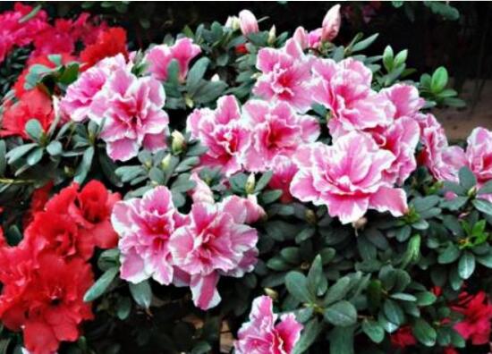 杜鹃花春季怎么养