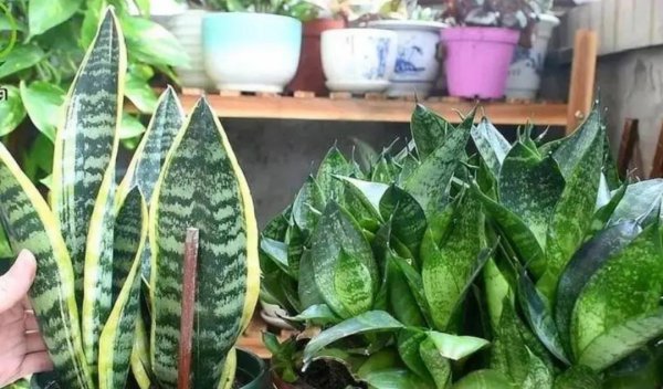 秋天怎么养虎皮兰