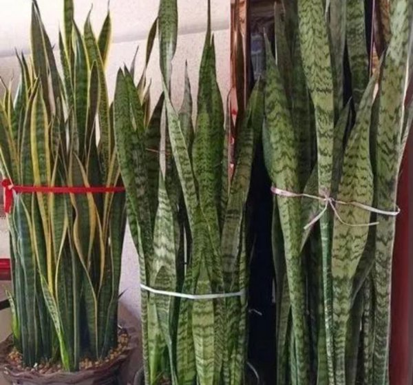 秋天怎么养虎皮兰