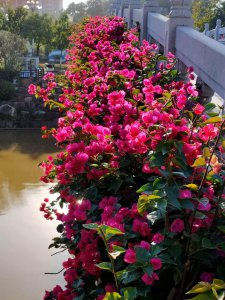 三角梅频频掉花苞是什么原因 有关原因分析