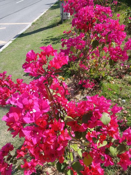 三角梅频频掉花苞是什么原因