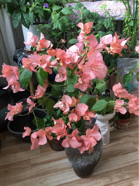 三角梅频频掉花苞是什么原因