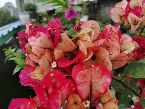 三角梅频频掉花苞是什么原因
