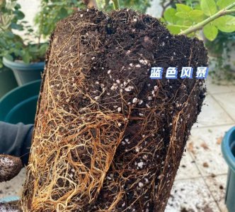 腐土和泥炭土哪种养花好 腐土和泥炭土对植物的作用