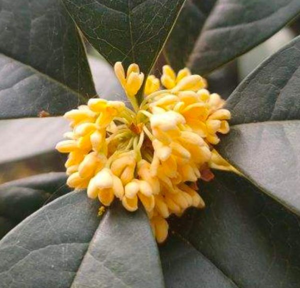 什么花有杀菌的作用