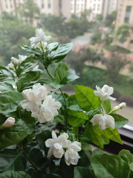 什么花有杀菌的作用
