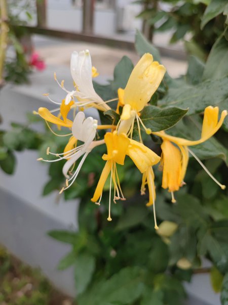 什么花有杀菌的作用