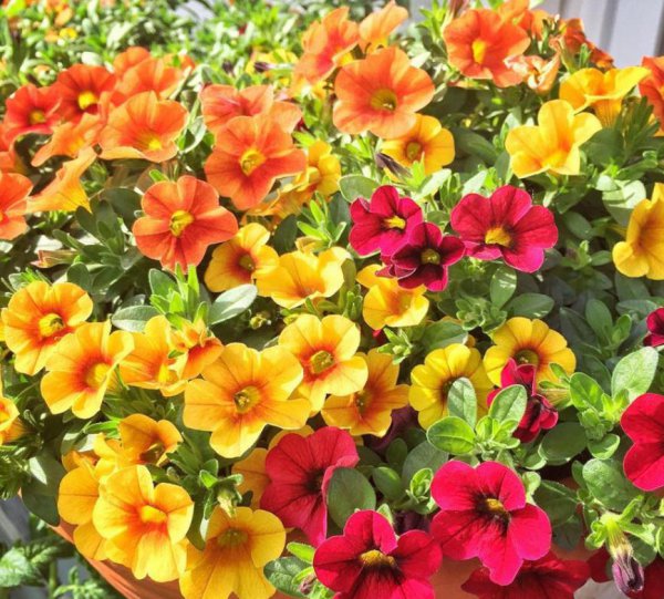 怎么给花卉催花