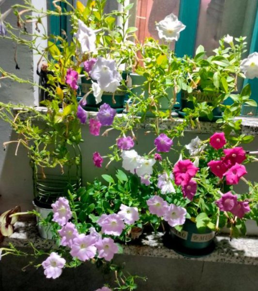 怎么给花卉催花