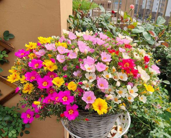 怎么给花卉催花
