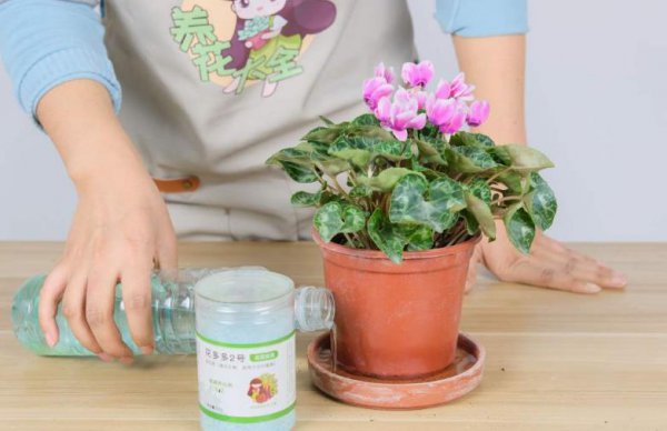 怎么给花卉催花