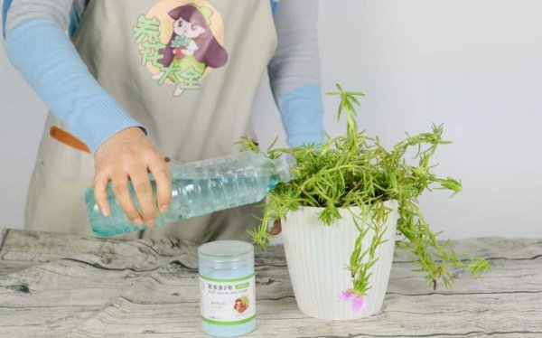 怎么给花卉催花