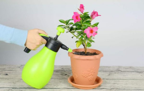 怎么给花卉催花