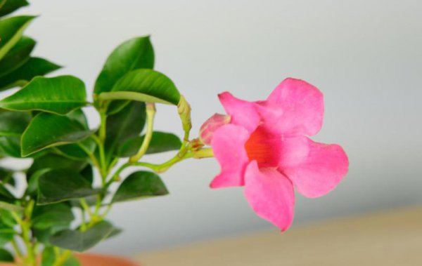 怎么给花卉催花