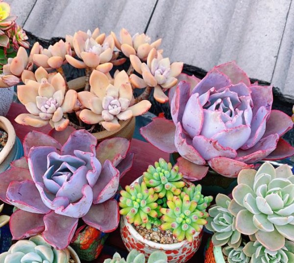 怎么给花卉催花