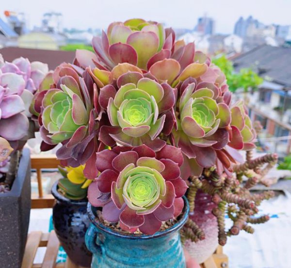 怎么给花卉催花