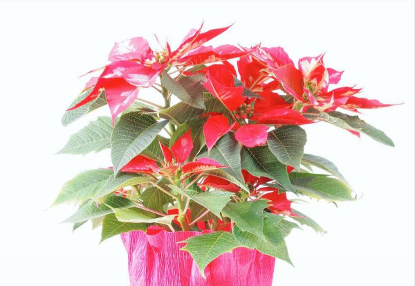 办公室放什么植物好