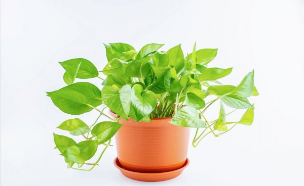 办公室放什么植物好
