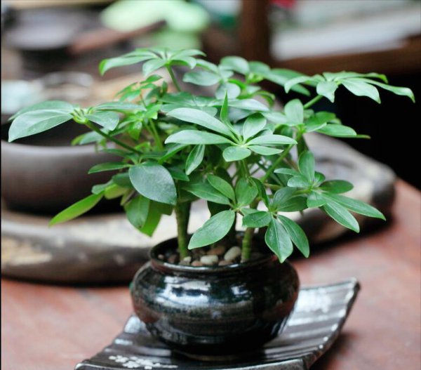办公室放什么植物好