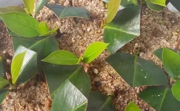 山茶花的怎么扦插