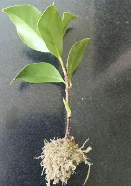 山茶花的怎么扦插