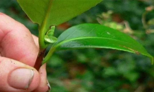 山茶花的怎么扦插