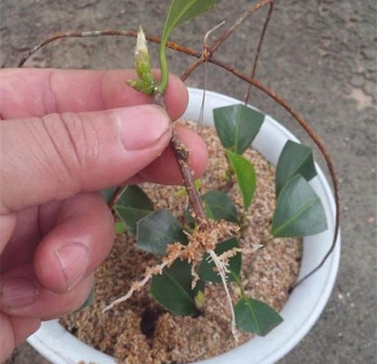 山茶花的怎么扦插