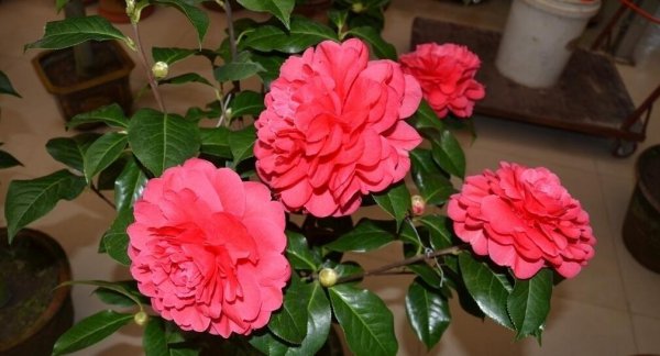 山茶花的怎么扦插