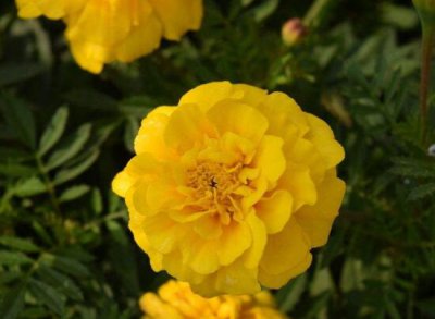 牡丹花烂根怎么办 拯救牡丹花烂根问题