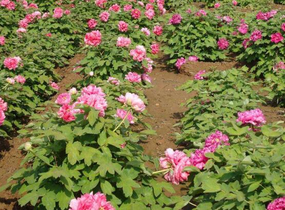 牡丹花烂根怎么办
