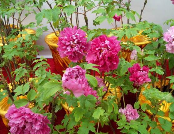牡丹花烂根怎么办