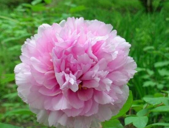 牡丹花烂根怎么办