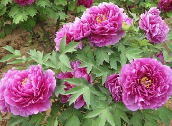 牡丹花烂根怎么办