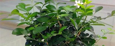 九里香小苗上盆怎么配土 详解九里香配土方法