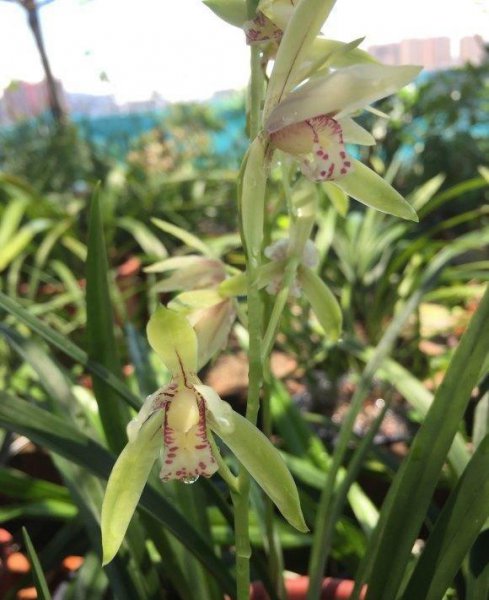 兰花不开花叶子干尖怎么办